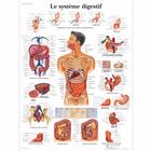 Le système digestif, 1001709 [VR2422L], Sistema digestivo