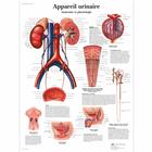Appareil urinaire, Anatomie et physiologie, 1001729 [VR2514L], Sistema urinário