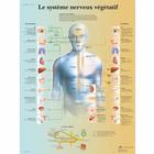   Le système nerveux végétatif, 1001749 [VR2610L], Cérebro e sistema nervoso