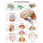 Le cerveau humain, 1001751 [VR2615L], Cérebro e sistema nervoso