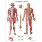 Le système nerveux, 1001753 [VR2620L], Cerebro y sistema nervioso