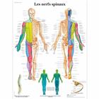 Les nerfs spinaux, 1001755 [VR2621L], Cérebro e sistema nervoso