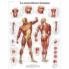 La Musculatura humana, 1001801 [VR3118L], Músculo
