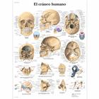 El cráneo humano, 1001809 [VR3131L], Sistema Esquelético