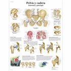 Pelvis y cadera - Anatomía y patología, 1001817 [VR3172L], Sistema Esquelético