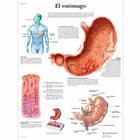 El estómago, 1001877 [VR3426L], El sistema digestivo