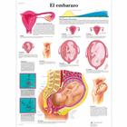 El embarazo, 1001901 [VR3554L], Embarazo y Nacimiento
