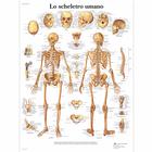 Lo scheletro umano, 1001963 [VR4113L], Sistema Esquelético