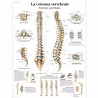 La colonna vertebrale, anatomia e patologia, 1001977 [VR4152L], Sistema Esquelético