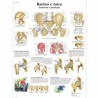 Bacino e Anca - Anatomia e patologia, 4006906 [VR4172UU], Sistema Esquelético