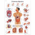 Il sistema digestivo, 4006936 [VR4422UU], El sistema digestivo