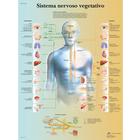  Sistema nervioso vegetativo, 4006956 [VR4610UU], Cerebro y sistema nervioso