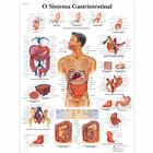 O Sistema Gastrintestinal, 1002161 [VR5422L], El sistema digestivo