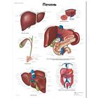 Медицинский плакат "Печень человека", 1002286 [VR6425L], Sistema metabólico