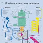 Медицинский плакат "Метаболические пути человека", 1002298 [VR6451L], Citogenética
