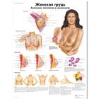 Медицинский плакат "Женская грудь, анатомия, патология и самоосмотр", 1002317 [VR6556L], Ginecología
