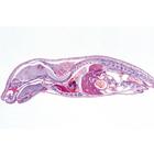 Embriología del Cerdo (Sus scrofa) - francés, 1003957 [W13029F], Francés