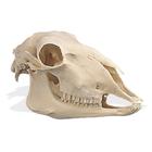 Cráneo de una oveja (Ovis aries), rêplica, 1005105 [W19011], Artiodáctilos (Artiodactyla)
