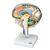 Sección del encéfalo, 1005113 [W19026], Modelos de Cerebro (Small)
