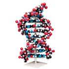 Modelo ADN de gran tamaño, 1020358 [W19755], Constitución y Función del ADN