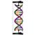 Modelo de doble hêlice de ADN, Kit para alumnos, 1005300 [W19780], Constitución y Función del ADN (Small)