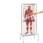 "Thin Man" - Programa sequencial de anatomia humana, 1005548 [W42532], Músculo
