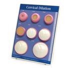 Cervical Dilation Easel Display, 1012488 [W43093], Educação sobre Parto e Gravidez